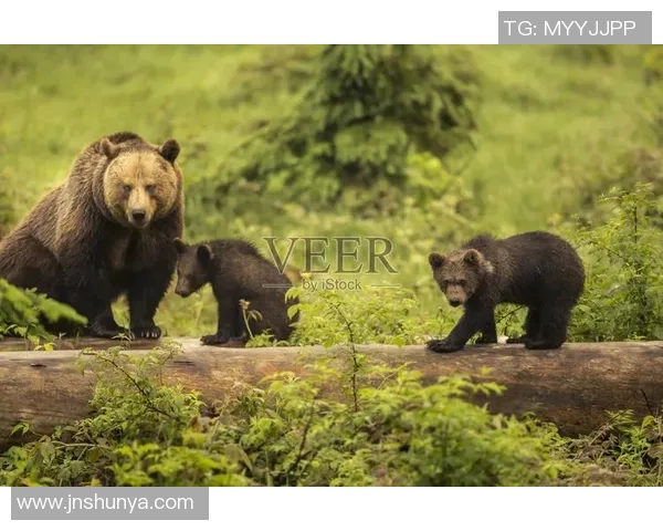 灰熊栖息地及生态环境变化对其生存现状和保护策略的影响分析